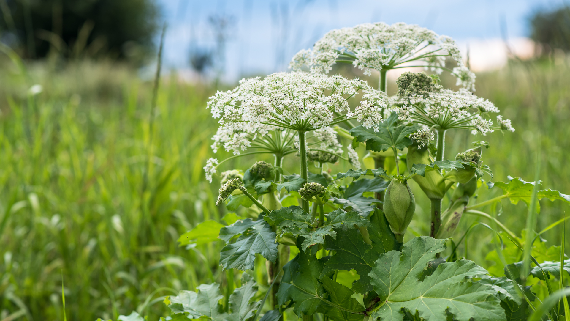 Giant hogweed, an invasive plant whose sap can cause burns and scarring.