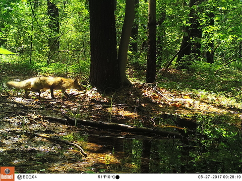 A red fox seen in the woods near UMass Amherst campus