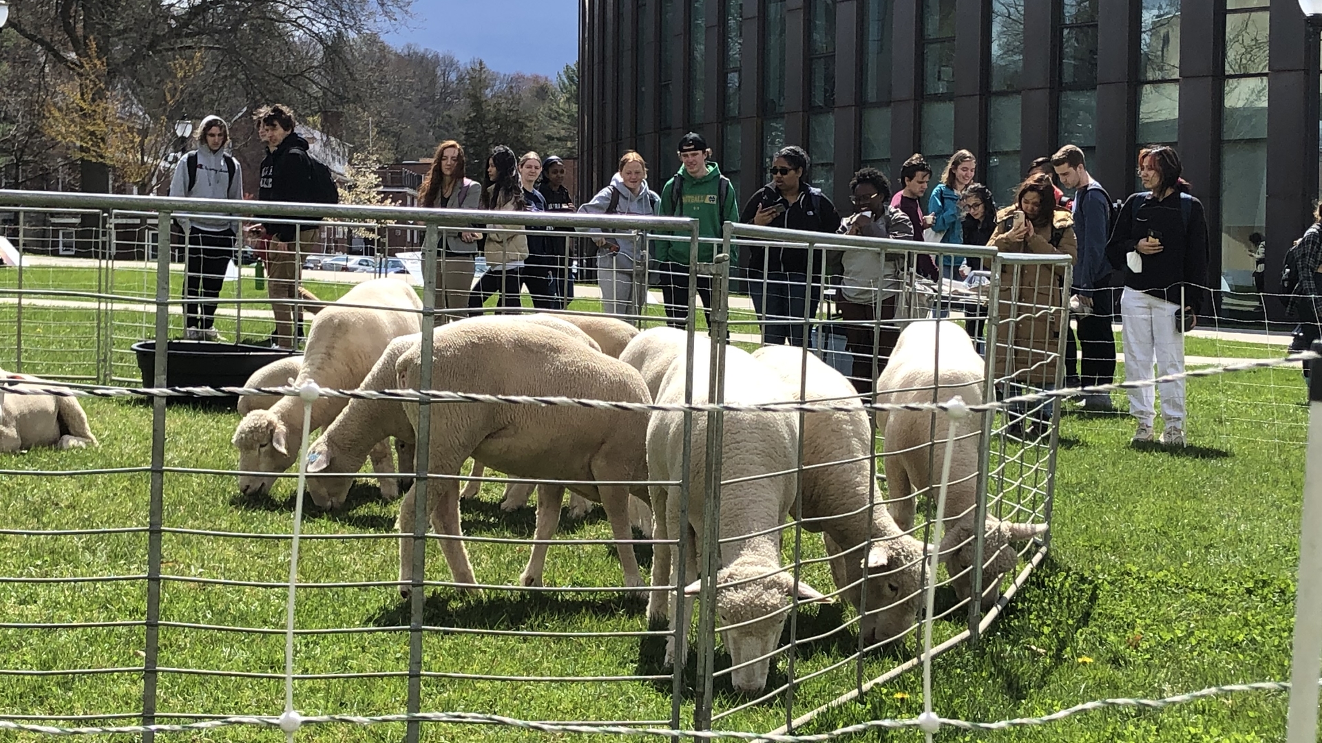 Sheep eating grass on UMass Amherst campus