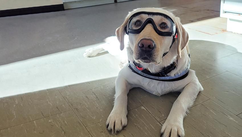 Gracie sporting her "doggles" to comply with lab safety guidelines