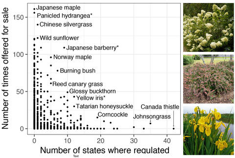 Scores of regulated plants are still for sale in many states. Image courtesy Beaury et al., https://10.1002/fee.2392