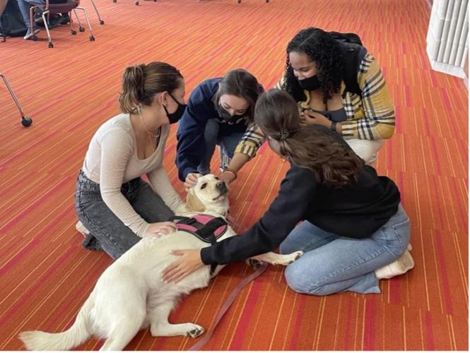 Gracie comforts students in the Claire T. Carney Library living room