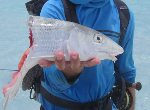 After experiencing shark depredation, an angler displays the remaining half of his bonefish catch. Credit: Robert Lennox