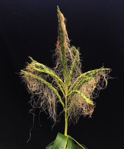 Mutant maize tassels in which programmed cell death has been suppressed. Credit: UMass Amherst