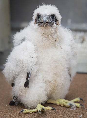 peregrine falcon babies