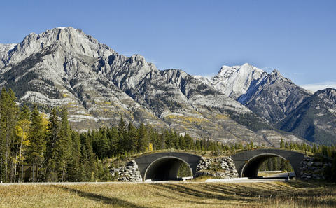 Wildlife overpass near Banff National Park. Credit: Lucilleb/iStock/Getty Images Plus