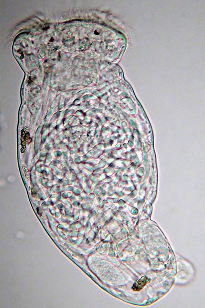 This male Octotrocha rotifer is tiny (0.2 millimeter) and planktonic (free-swimming).