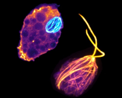 Naegleria gruberi cells use one set of tubulins to build a mitotic spindle (cyan, left), and another set of tubulins (orange, right) to transform into a flagellate cell type.