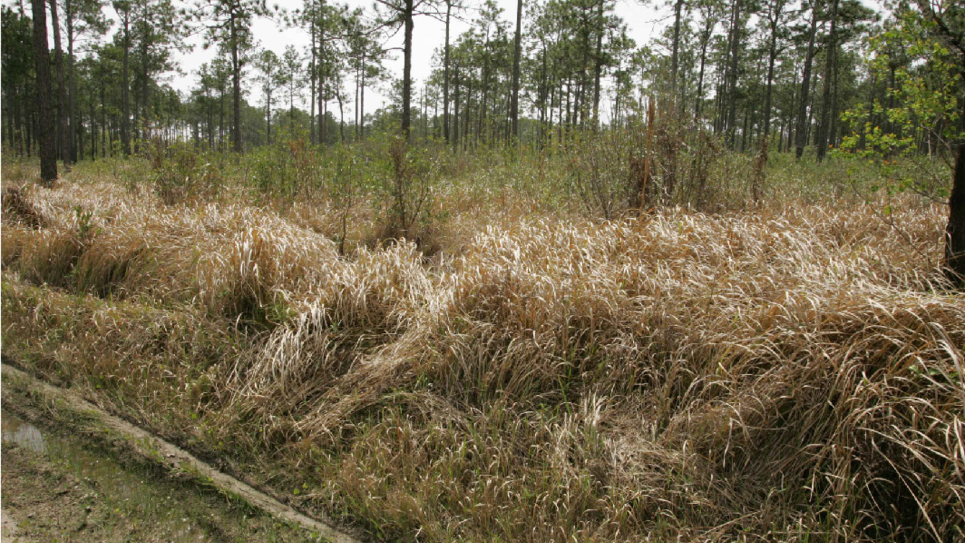 Cogongrass