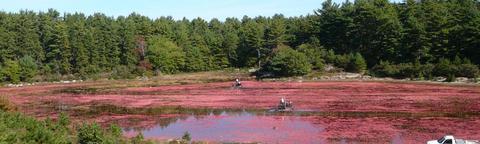 Cranberry bog