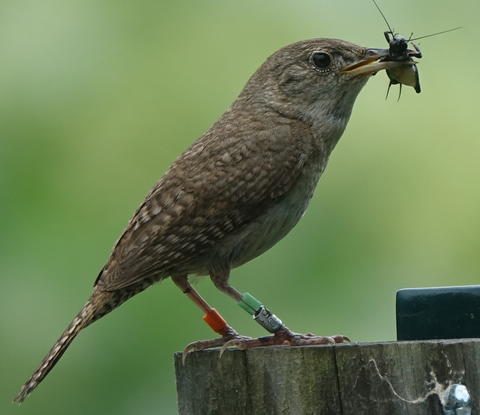 Adult house wren with food for its nestlings. Credit: Lucy Zhang 