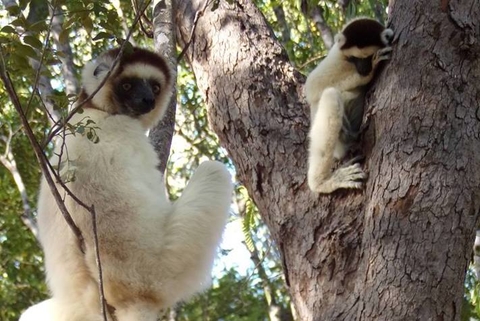 Two lemurs sit in a tree. Credit: Rachel Bell Burten