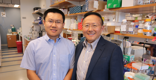 Dan Wang, PhD, and Guangping Gao, PhD