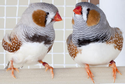 Two zebra finches